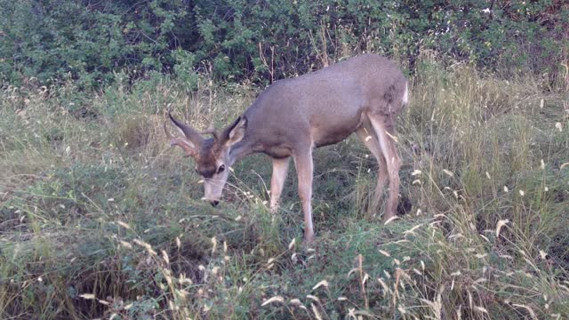 Mule deer on campus.