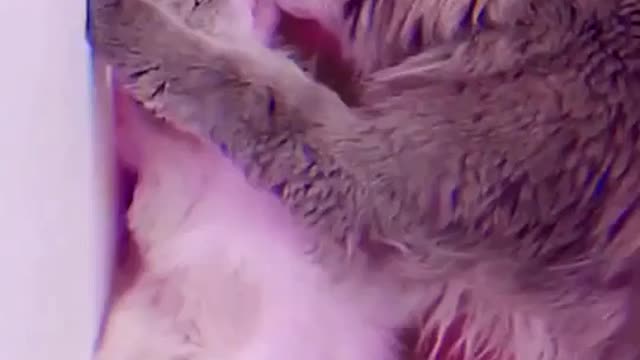 Funniest Cats 😹- Best Of The 2022 Funny Cat Videos 😂- Funny Cats HD