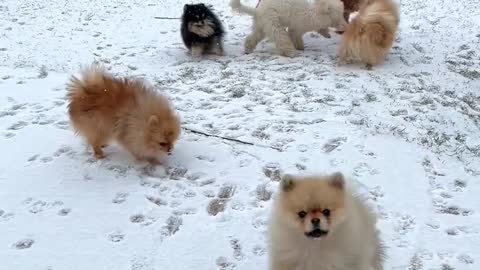 Dogs Playing On Snow Land