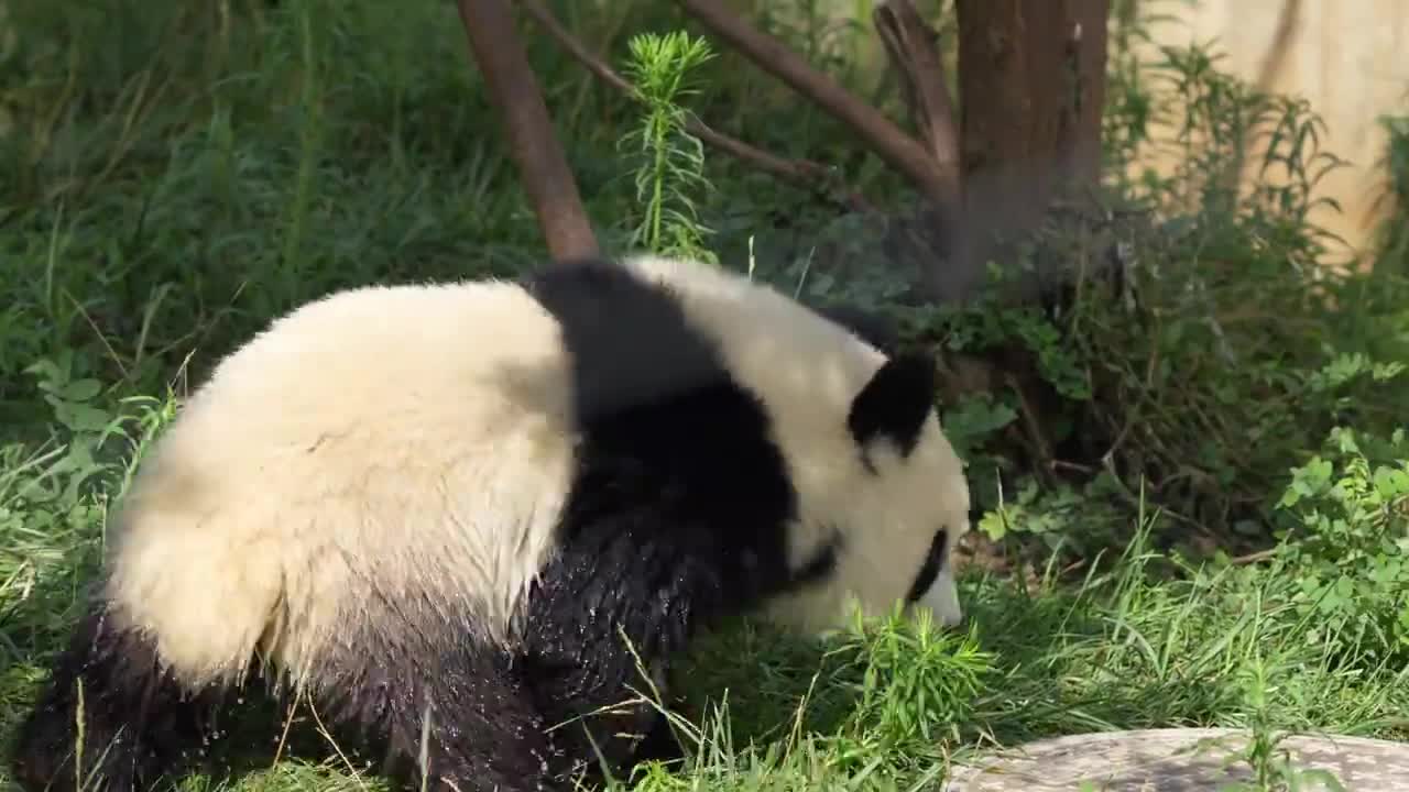 Panda Water Percussion