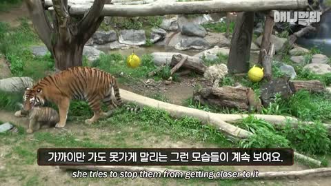 Baby Tiger Siblings Get A Vaccine Shot For The First Time In Their Life