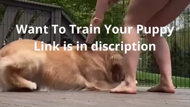 #shorts Brain training for your dog