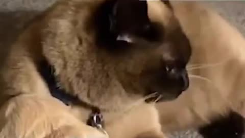 #funnyanimals#shorts