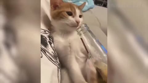 The drunken cat "Hey i nid dis too"