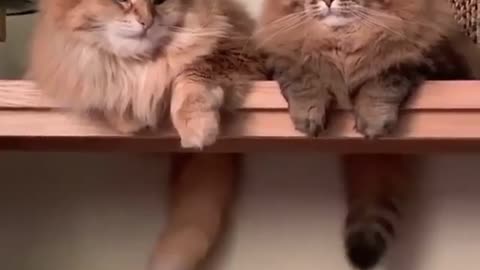 two cute cats