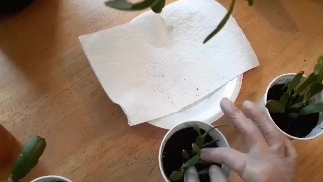 Propagating A Christmas Cactus In Soil.