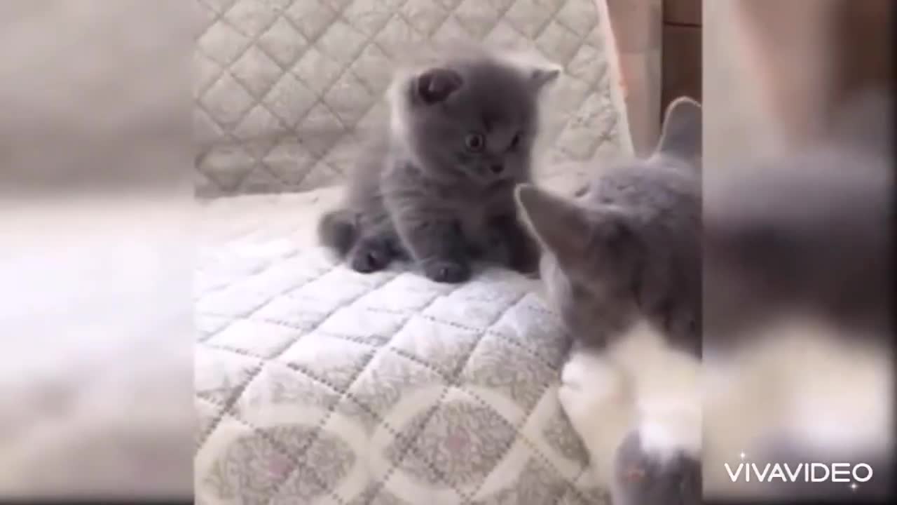 FunnyCute cats funny videos to keep you smile 😄😁