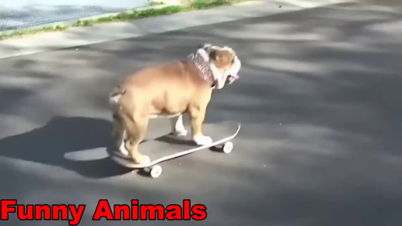 Funny animals 🤣 funny animals dogs and cat