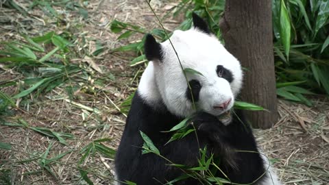 pretty panda