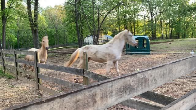 Sammy and Blue running like crazy horses