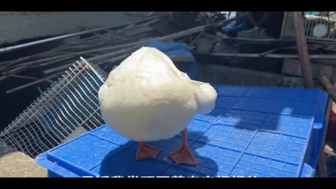 snow white duck