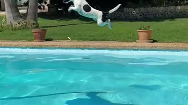 Dog jumps in the pool