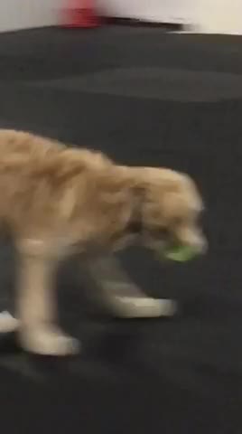 Pup chasing down the balls