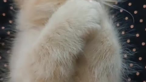 Cute Kitten in some mood