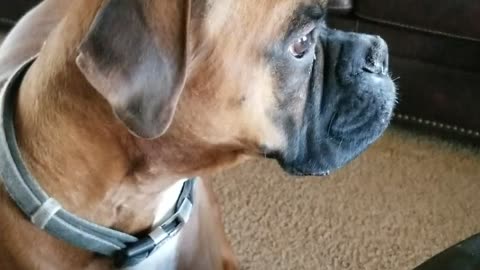 Bored Boxers