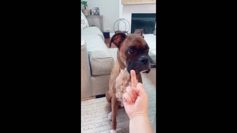 Dogs lost when they see weird things