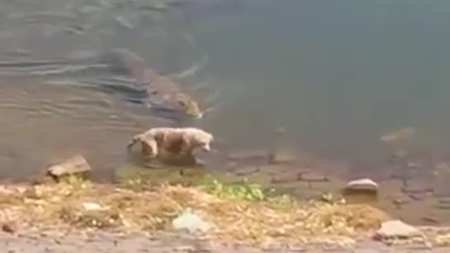 Hungry crocodile attacks a dog in Chambal river