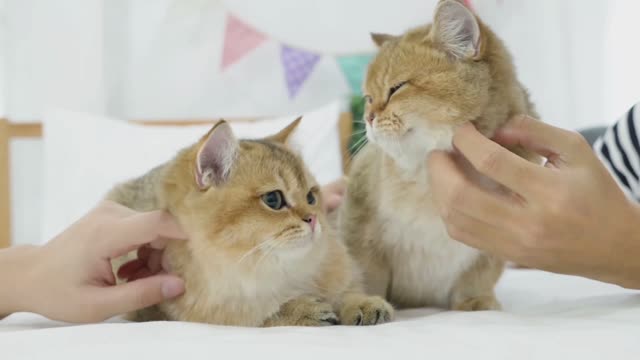 Cat couple feline beautiful