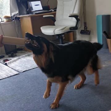 Puppy goes absolutely bonkers for cardboard tube