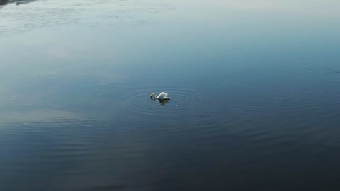 Swans searching for food