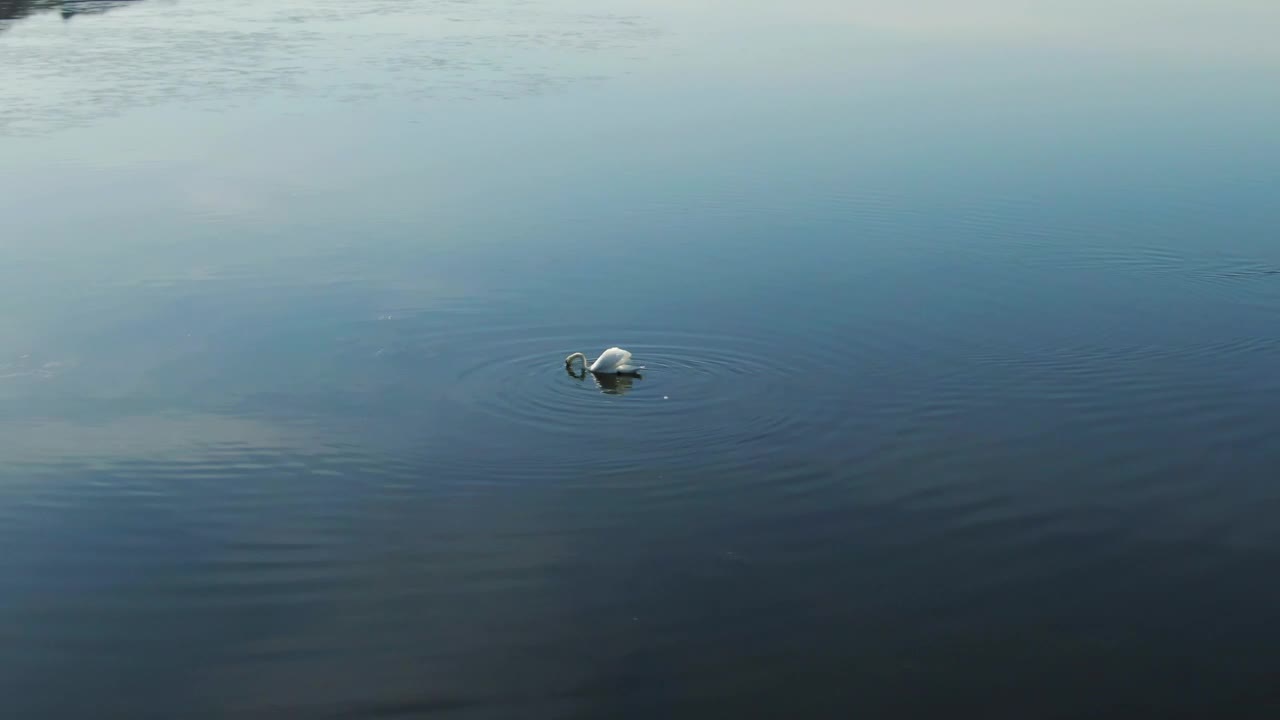 Swans searching for food
