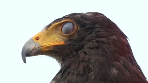 EAGLE VS LEOPARD. Eagle Snatches Baby Leopard, But his Mother Manages to get Revenge