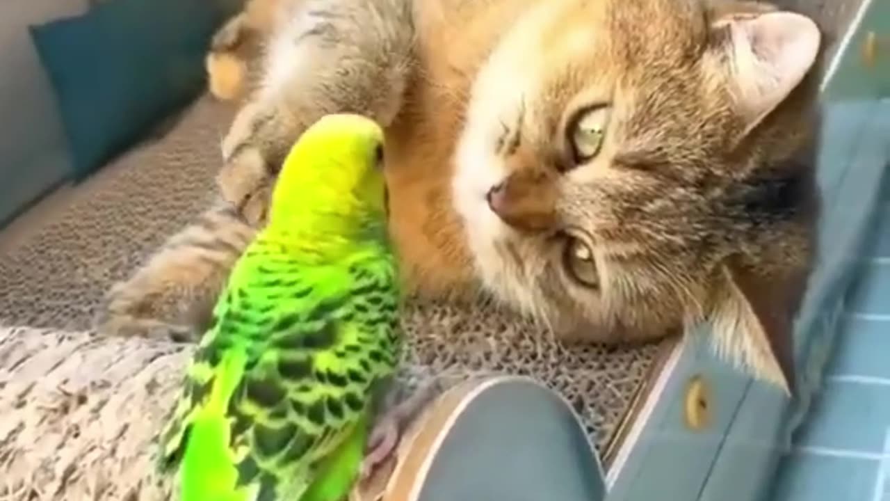 Cat and bird