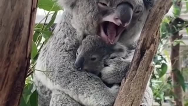 Adorable Mama Koala with her Child Falling in Sleep