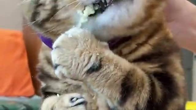 Very hungry cat 🐈😺 eating soap