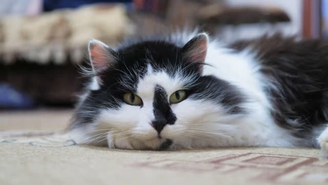 Close-up of the face of a black-white cat on the floor of the home