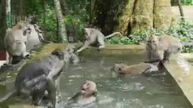 Monkey Friendly Fight, group of lovely creatures in Bali