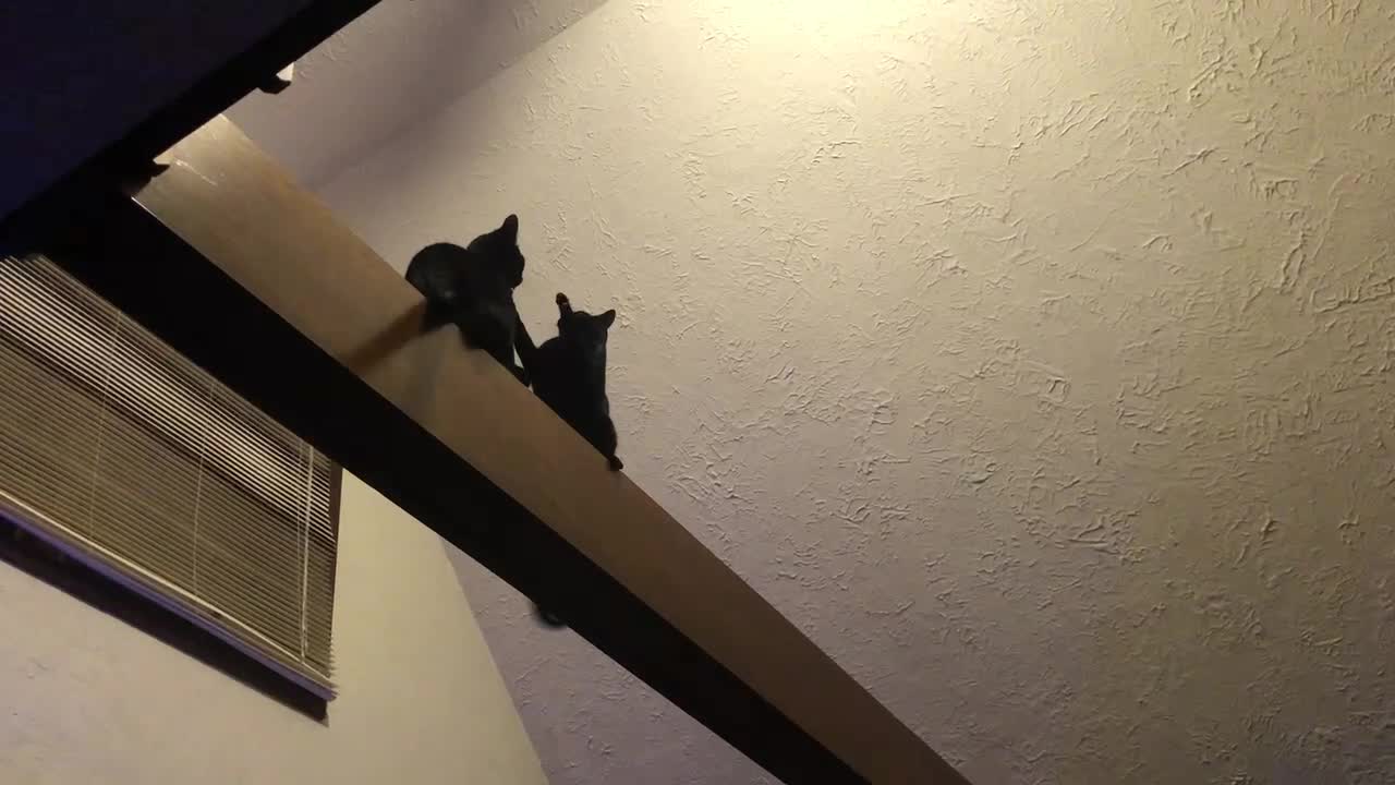 Black Cat High Beam Wrestling