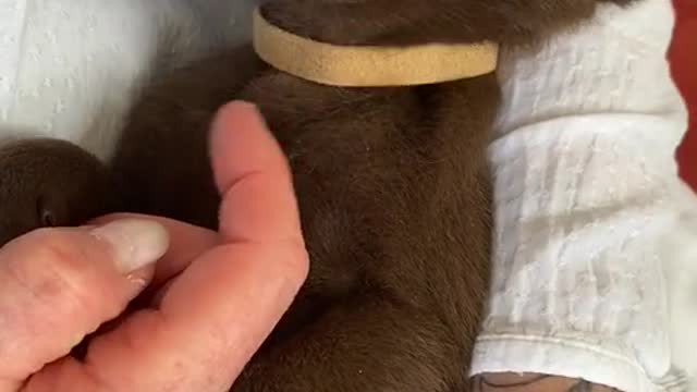 Cute Chocolate Lab Puppy Just Chilling and Falling Asleep