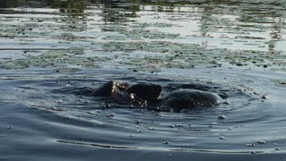 Two Giant Snapping Turtles Do Battle