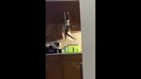 Funny Animal Videos #9