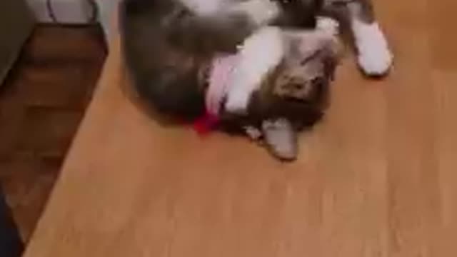 Cat video