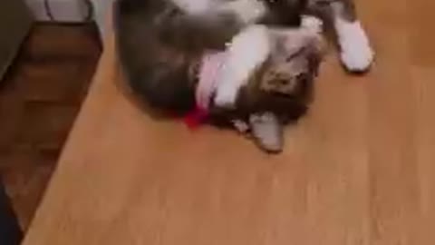 Cat video