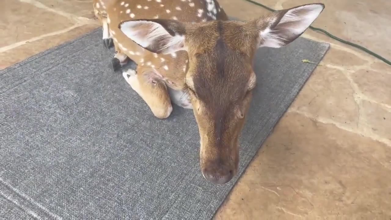 Rescued deer thinks she’s a doggy