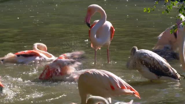 Bathing golden ducks ....