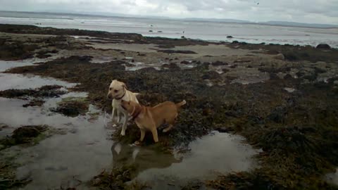Dogs on beach