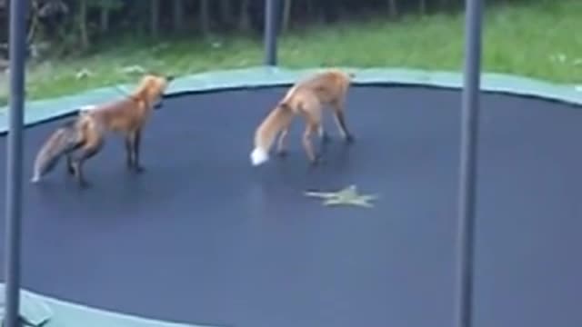 Funny Foxes Jumping on my Trampoline when they found it alone