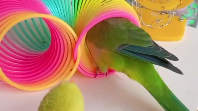Nice vedeo🐦🐦🐦🐦🐦🐦😅