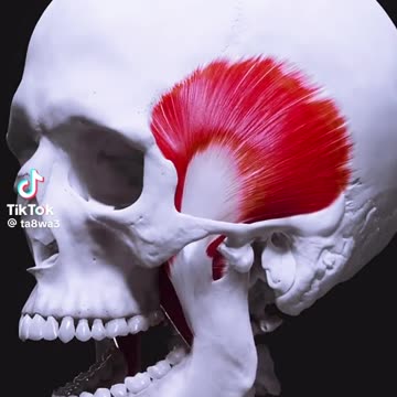 Subhan Allah .human body structure