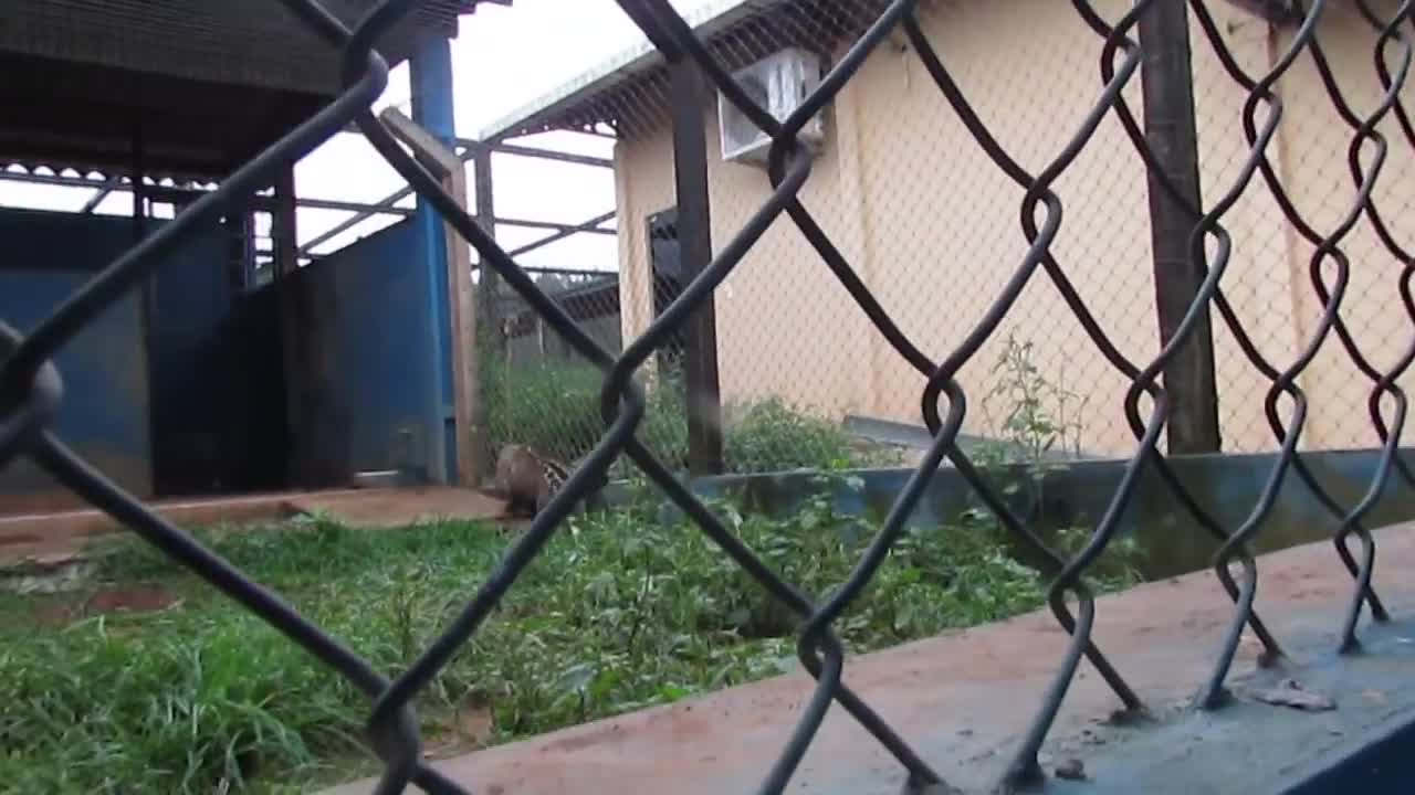 Rescued jaguarundi wants to befriend caretaker