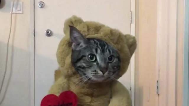 Cat not too thrilled about teddy bear costume