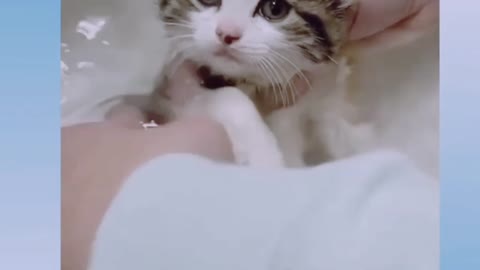 Cute cat is very nice