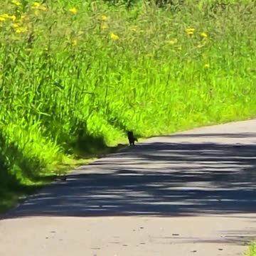 A marten on a cycle path / a very beautiful animal.