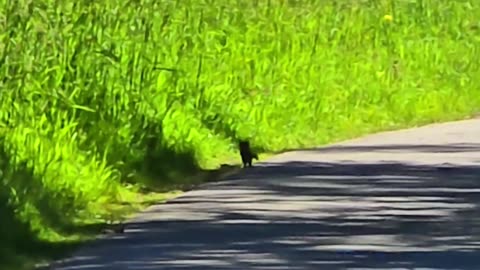 A marten on a cycle path / a very beautiful animal.