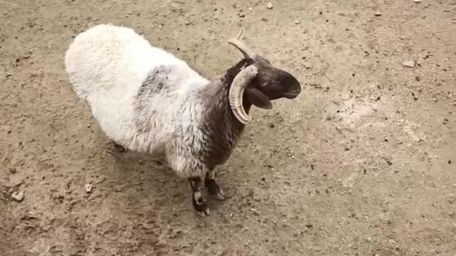sheep