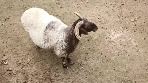 sheep